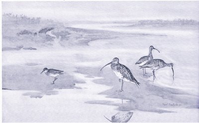 Curlew Feeding by Frank Southgate